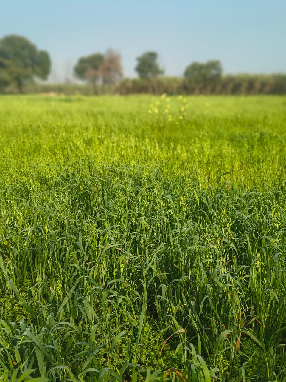Cow in green pasture