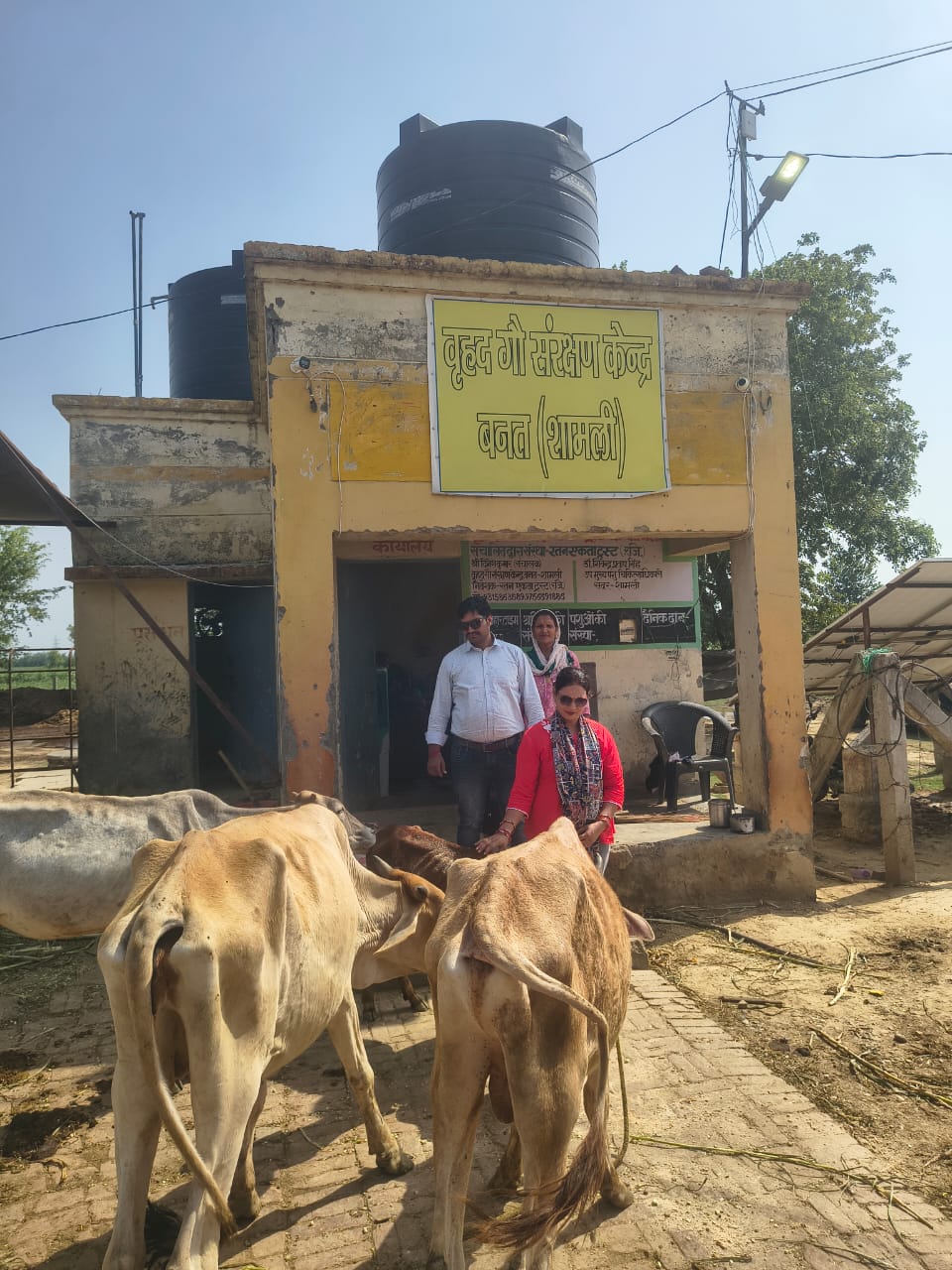 Our Cows